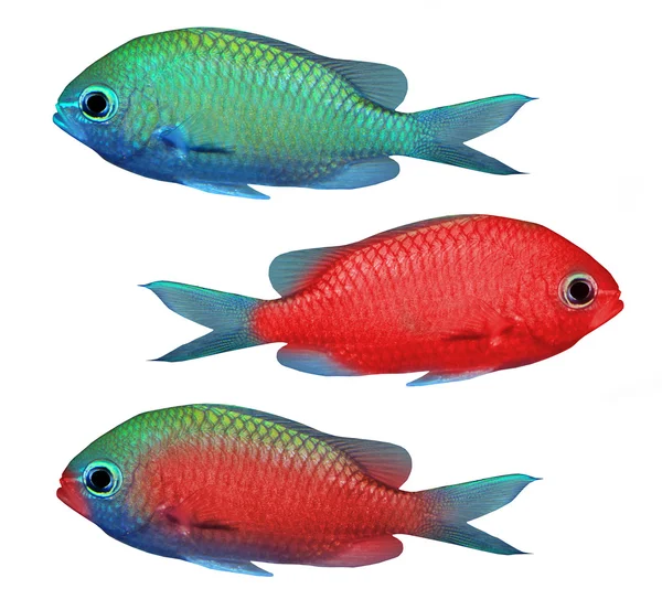 Kırmızı ve yeşil tropikal balık — Stok fotoğraf