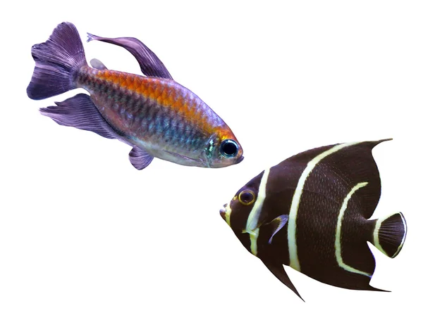 Diferentes peces —  Fotos de Stock