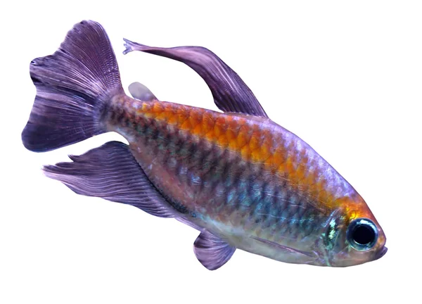 Vacker fisk — Stockfoto