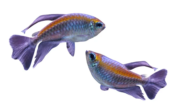2 개의 열 대 물고기 — 스톡 사진