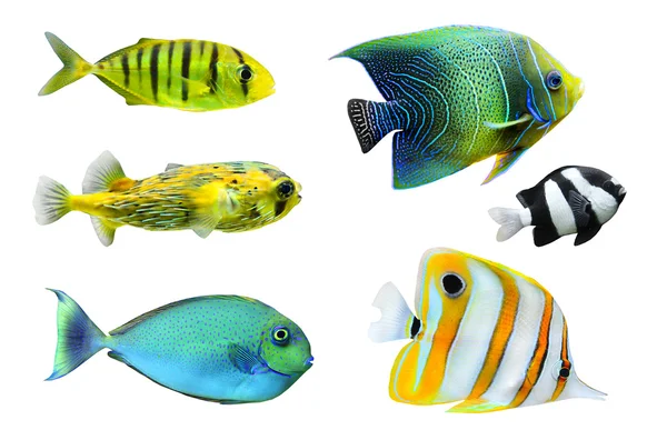 Colecção de peixes tropicais — Fotografia de Stock