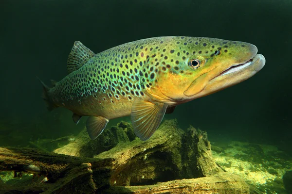 Foto submarina de la trucha marrón (Salmo Trutta ) — Foto de Stock