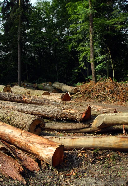 Skots Pine yang baru dipanen — Stok Foto