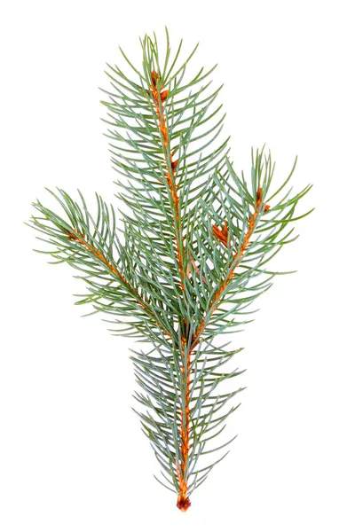 Blaufichte - Zweig picea pungens isoliert auf weißem Hintergrund — Stockfoto