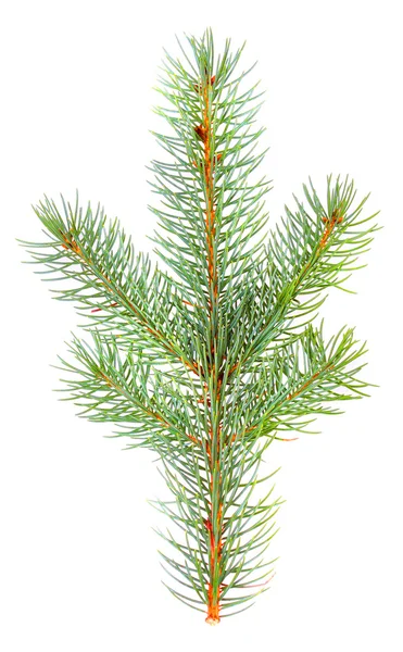 Blue spruce - picea pungens gren isolerad på vit bakgrund — Stockfoto