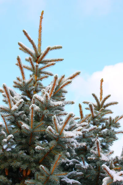 Ramas de invierno — Foto de Stock