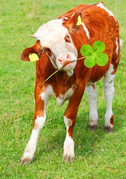 四葉のクローバー幸せ子牛。田舎の概念上の夏の休暇. — ストック写真