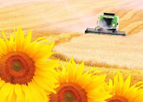 Combine harvester and sunflowers field — Stock Photo, Image