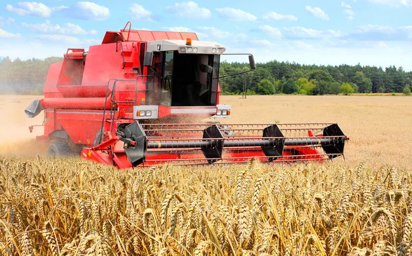 Combine harvesting wheat. — Stock Photo, Image