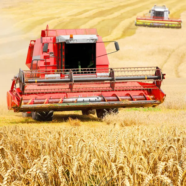 Combine harvesting wheat. — Stock Photo, Image