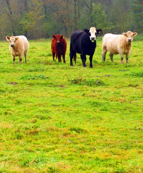 Cute cows — Stock Photo, Image