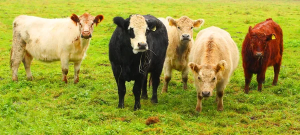 Милые коровы — стоковое фото