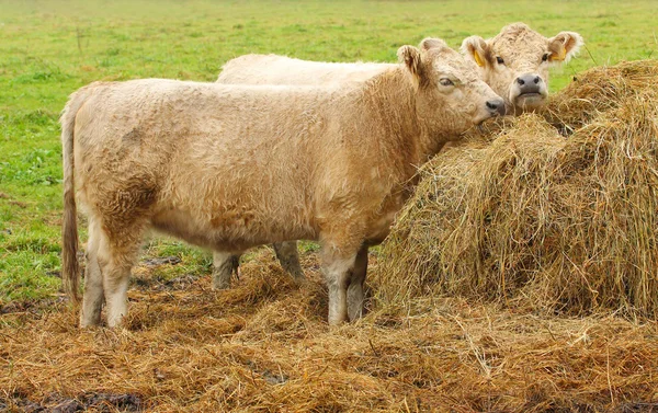 Galloway bovinos . — Foto de Stock