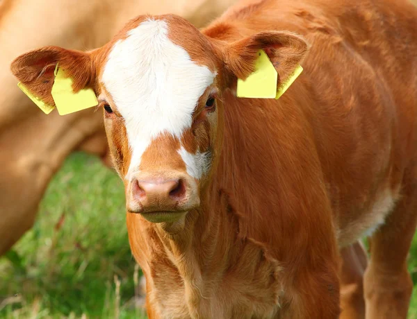 Linda vaca ternera en un prado rural . — Foto de Stock