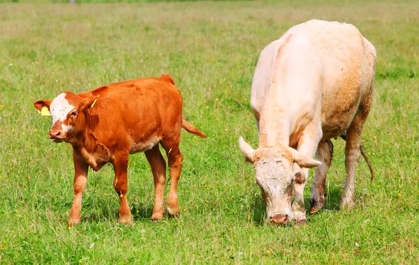 Mignon veau et vache mère — Photo