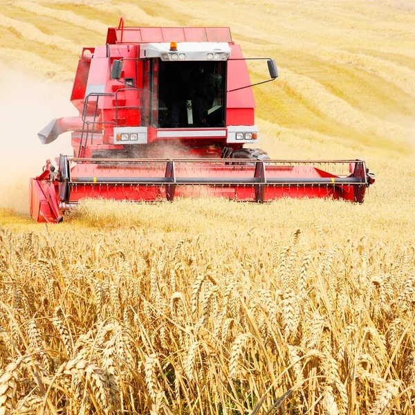 Combine harvesting wheat. — Stock Photo, Image