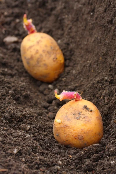 Pflanzung einer gekeimten Kartoffel auf einem Biergarten. — Stockfoto