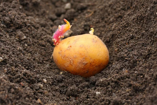 Aanplant van een ontkiemde aardappelen op een bio-tuin. — Stockfoto