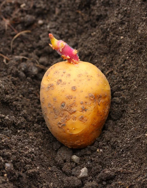 Bio bahçesinde germinated patates dikimi. — Stok fotoğraf