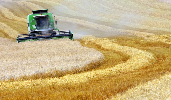 Combina la raccolta del grano . — Foto Stock