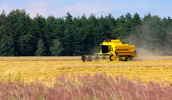Combine harvesting wheat. — Stock Photo, Image