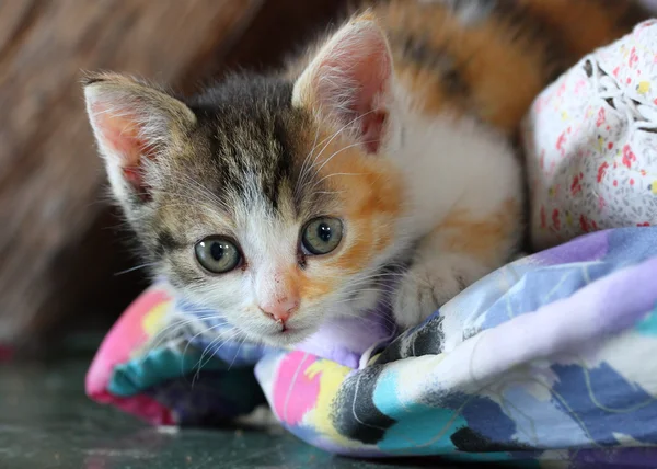 Gatinho doce — Fotografia de Stock