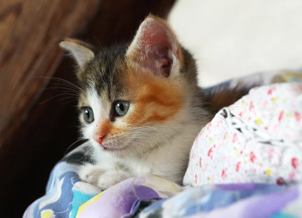 甜蜜小猫 — 图库照片