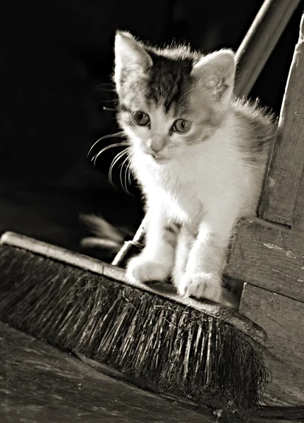 Lindo gato —  Fotos de Stock