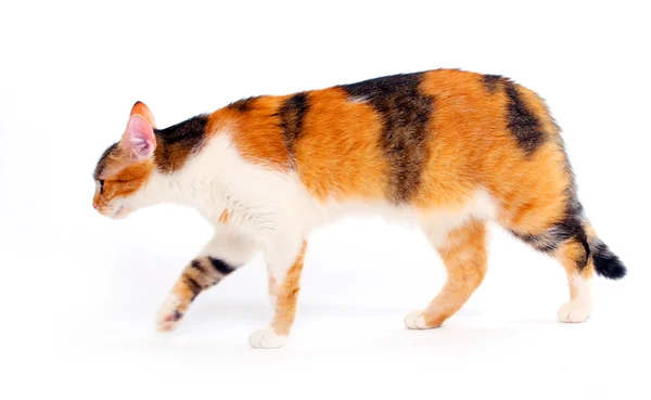 Fatty spotted cat on a white background. — Stock Photo, Image