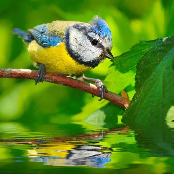 Die Blaumeise (cyanistes caeruleus) über einem Gartenteich. — Stockfoto