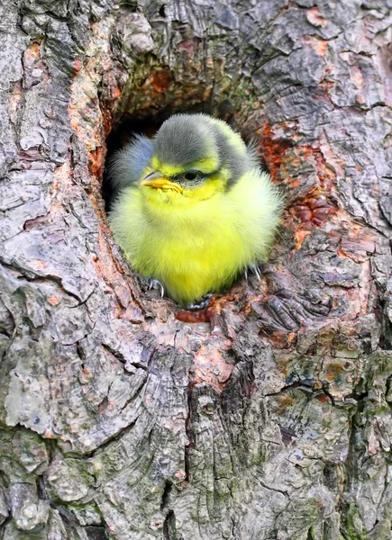 Jonge Pimpelmees (cyanistes caeruleus). — Stockfoto