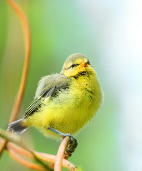 Young Blue Tit — Stock Photo, Image
