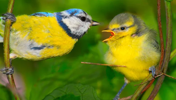 Blue Tits — Stock Photo, Image