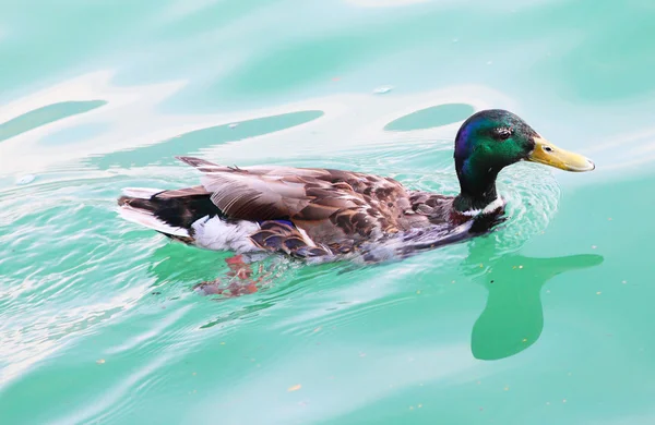 Stockente auf dem schwarzen See — Stockfoto