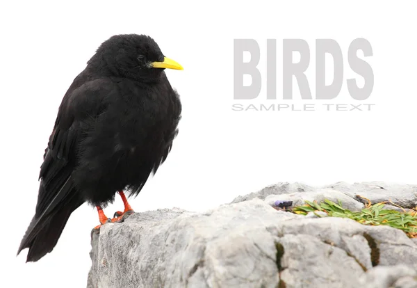 Alpine Chough or Yellow-billed Chough — Stock Photo, Image