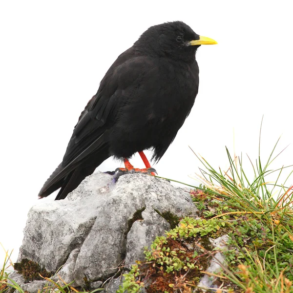 Alpine Chough or Yellow-billed Chough — Stock Photo, Image