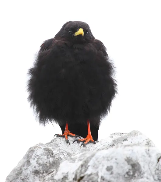 Αλπική chough ή κίτρινο-τιμολογημένος chough — Φωτογραφία Αρχείου