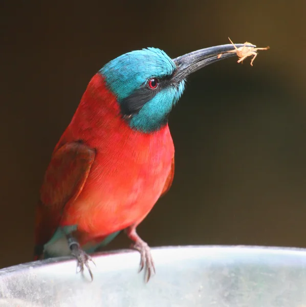 A Northern Carmine Bee-Eater (Merops nubicus) — Stock Photo, Image