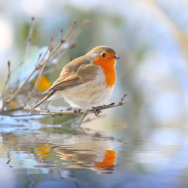 小枝の上に座って欧州ロビン (erithacus rubecula)。浅い自由度とクローズ アップ. — ストック写真