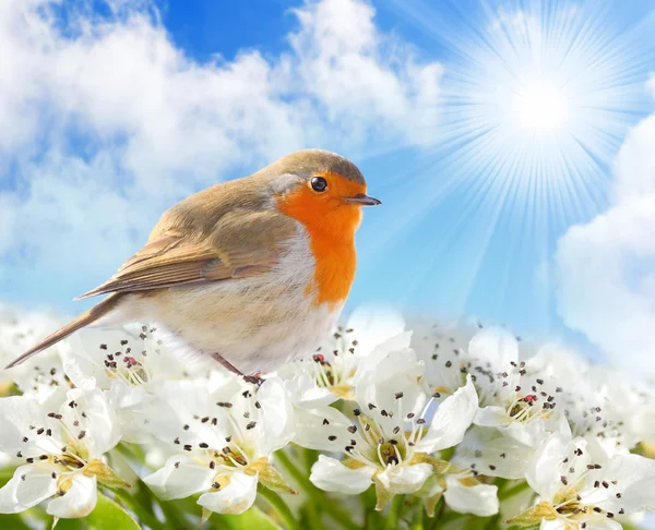 Fioritura di primavera e un uccellino contro cielo soleggiato . — Foto Stock