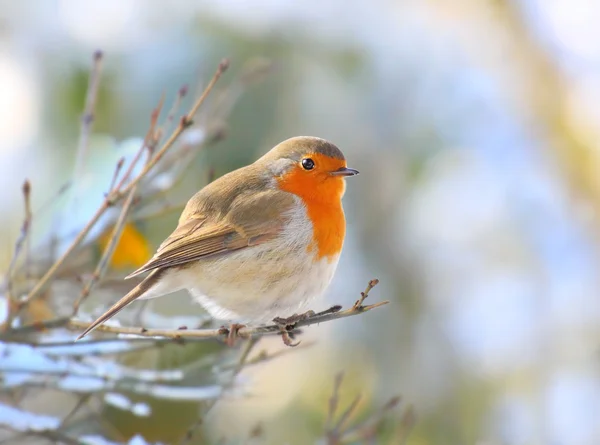 Il Robin europeo (Erithacus rubecula) seduto sul ramoscello. Primo piano con DOF poco profondo . — Foto Stock