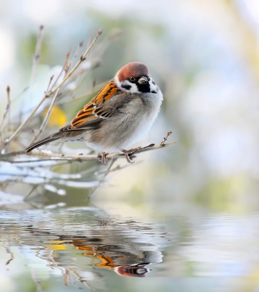 Le mâle d'un moineau domestique (Passer domesticus) sur une brindille lors d'une inondation printanière . — Photo