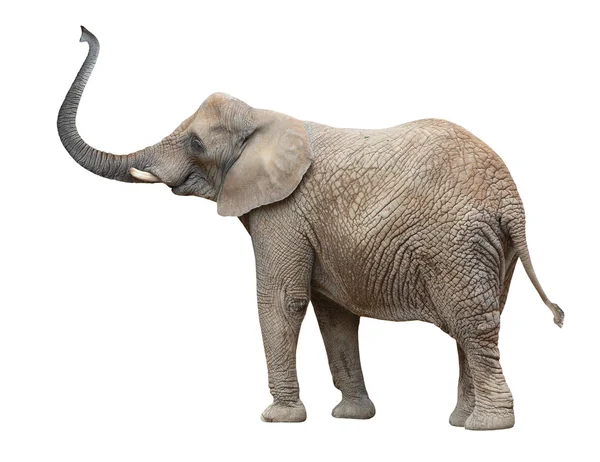 Nőstény afrikai elefánt (loxodonta africana). — Stock Fotó