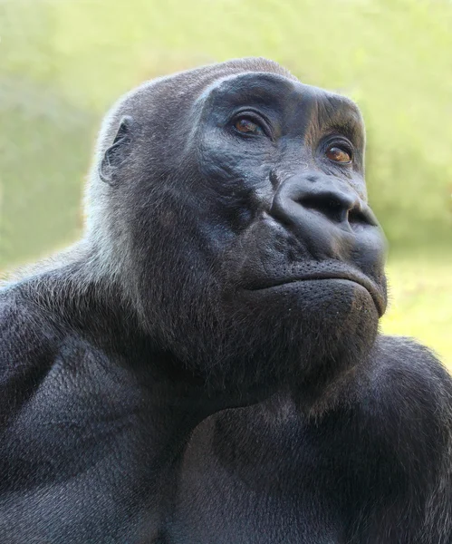 El retrato del gorila . — Foto de Stock