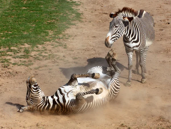 Picture of The Zebra rolling in the dust. Antiparasitic dust bath. — Stock Photo, Image