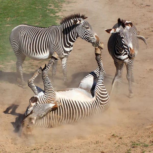Imagem da Zebra rolando na poeira. Banho de poeira antiparasitária . — Fotografia de Stock