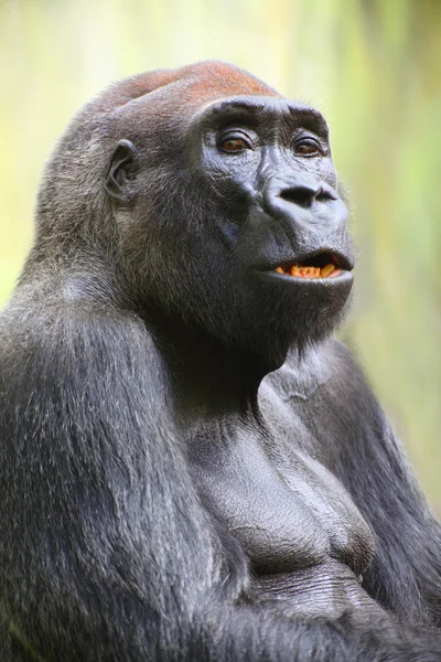 El retrato del gorila . — Foto de Stock