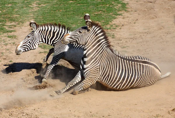 Imagem da Zebra rolando na poeira. Banho de poeira antiparasitária . — Fotografia de Stock