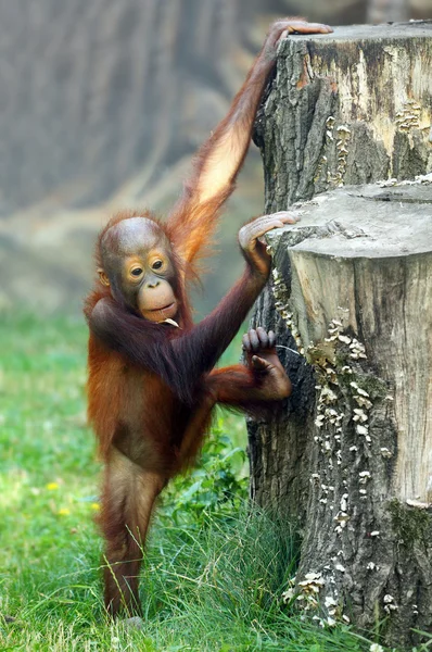 Młody jeden orangutan borneański (pongo pygmaeus). — Zdjęcie stockowe