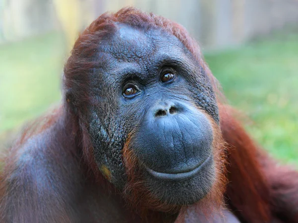 Sorriso felice dell'orango borneo (Pongo pygmaeus ). — Foto Stock